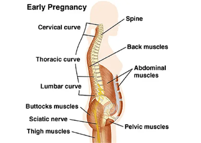 pregnant-early