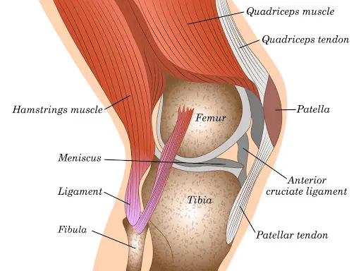Knee Pain