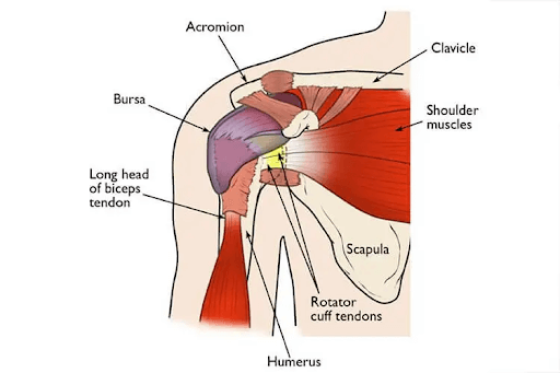 The Complex Anatomy of the Shoulder - A Delicate Balance
